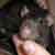 :iconnidafish: