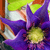 :iconnienna-angelique: