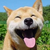 :iconnieyongyang: