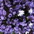 :iconnigella-lovesink: