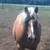 :iconnight-breeze-stables: