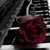 :iconnight-flower13: