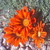 :iconnight-rose13: