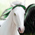 :iconnight-shade7: