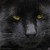 :iconnightbobcat: