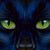 :iconnightcat7: