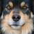 :iconnighteyeswolf: