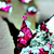 :iconnightfall483: