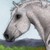 :iconnightingalestables: