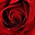 :iconnightlyrose: