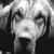 :iconnightmaredog: