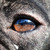 :iconnightmarekla: