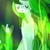 :iconnightmarepegasus: