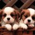 nightnocturne78 :iconnightnocturne78: