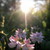 :iconnightow1: