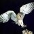 :iconnightowl624: