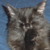 :iconnightscreature: