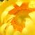:iconnightshade-relay: