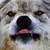 :iconnightshadewolf: