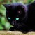 :iconnightsky-warriorcats: