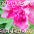 :iconnightskysplendor: