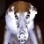 :iconnightslayer44: