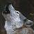 :iconnightspiritstorm: