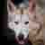 :iconnightstar227: