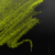 :iconnighttremble: