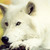 :iconnighttwilight1: