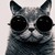 :iconnightwingedcat: