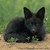 :iconnigrafox: