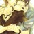 :iconnigrumlotus: