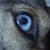 :iconniinat: