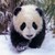 :iconnikipanda1991: