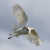 :iconnikki-louise: