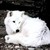 :iconnikkip62683: