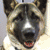 :iconnikkisour: