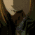 :iconnikui-random: