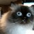 nimalcrown :iconnimalcrown: