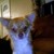 :iconnimkitty1: