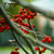 :iconnina-art: