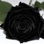 NINA-SOARES :iconnina-soares: