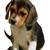 :iconninaandbeagle: