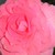:iconninamosi: