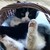 :iconninja-cats: