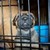 :iconninja-cricket: