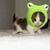 :iconninja-kitty-wuvs-me: