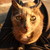 :iconninja-melk: