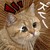 :iconninja-nishiku-l: